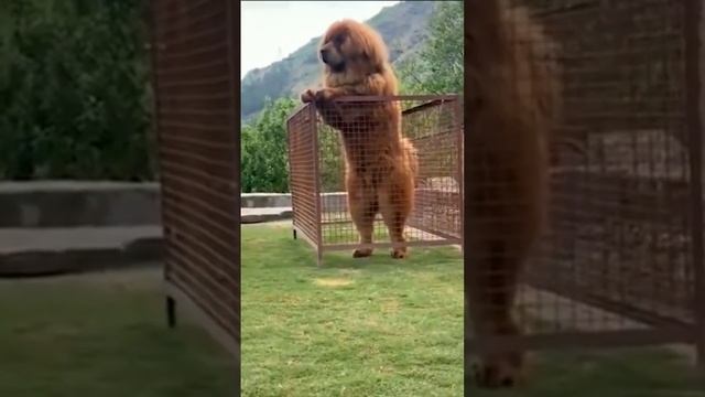 Самая гигантская сабака тибетский мастиф смотреть онлайн