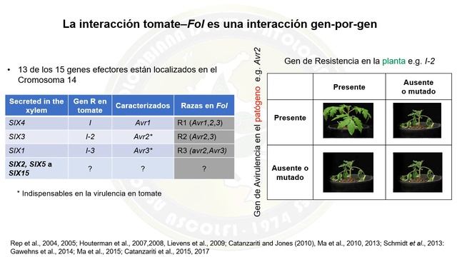 Fusarium oxysporum - PhD Jaime Simbaqueba смотреть онлайн