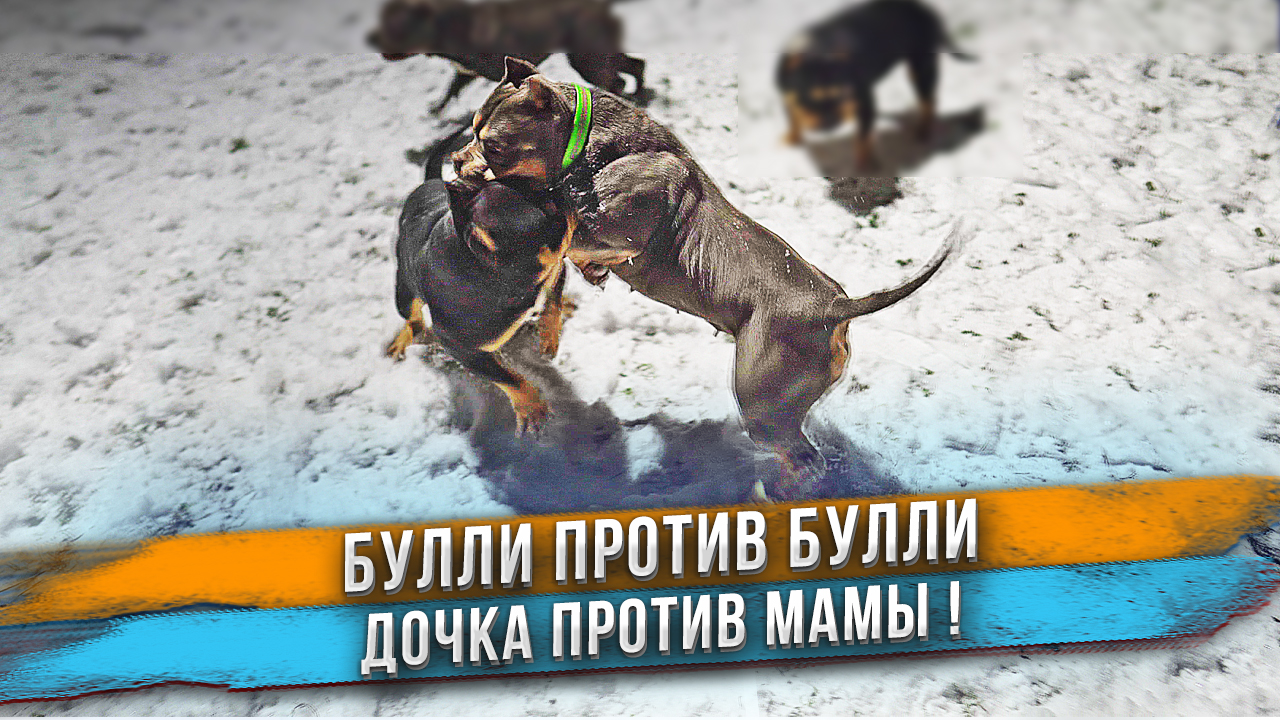 Мама с дочкой не поделили поляну! Собаки в снегу! смотреть онлайн