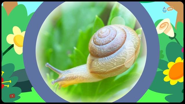 Growing with Lottie Dottie | Garden Explorer - Snail смотреть онлайн