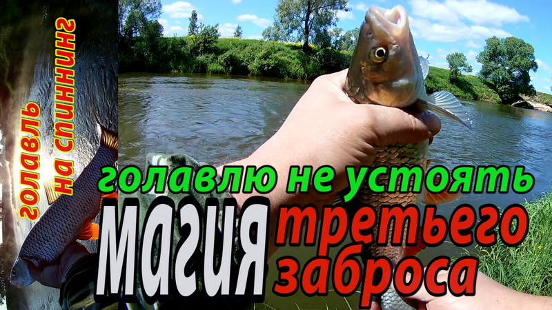 Голавль на каждом третьем забросе...Ловля голавля на спиннинг. Рыбалка в начале лета. смотреть онлайн