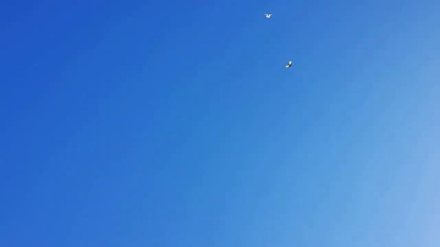 хороших!?) голубей не сложно приучить к лету )))