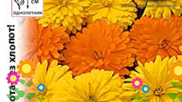 Календула гибридная Новый Стиль. Краткий обзор, описание характеристик calendula officinalis смотреть онлайн