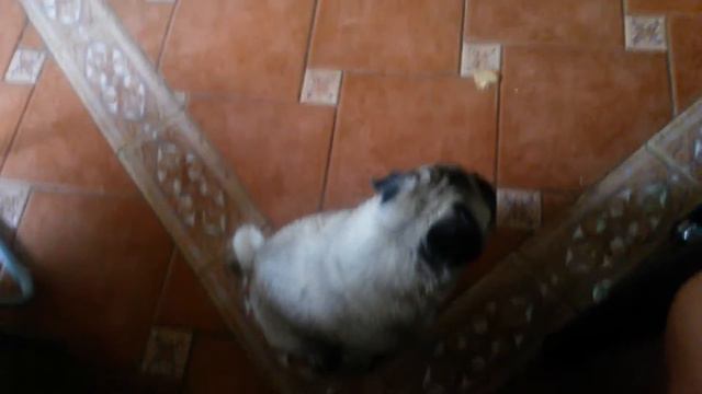 Мопс Дикий скучает по своей подруге... смотреть онлайн