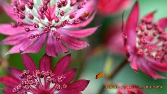 Астранция крупная Руби Веддинг (rubi-vedding) ? обзор: как сажать, саженцы астранции Руби Веддинг смотреть онлайн