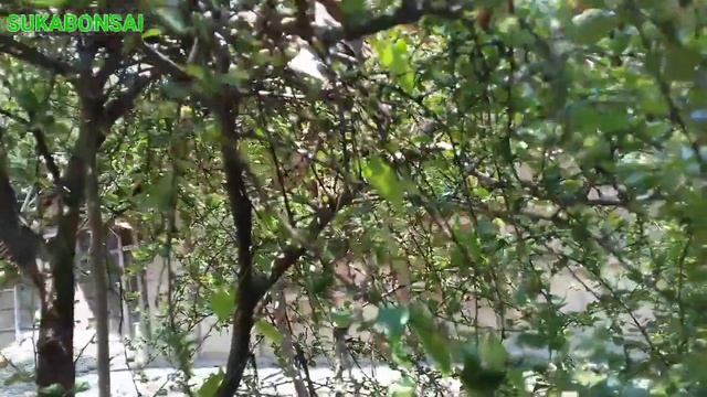 Hokiantea (carmona microphylla) смотреть онлайн