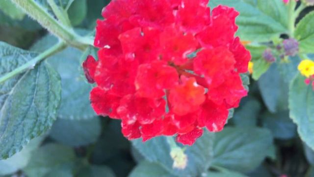 Lantana Camara (Spanish Flag) Flowers In Garden #lantana #camara #tickberry #worldgardeners смотреть онлайн