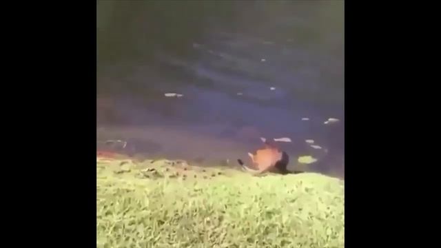 Забавные кубики. Подборка приколов. Vo30 смотреть онлайн