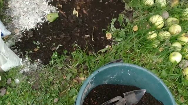 Абрикос в Средней полосе, подкормка к зиме и сидераты. смотреть онлайн