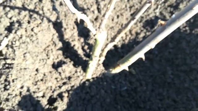 Раскрываем розы после зимы. Южный Урал. 14.04.18 Продолжение. смотреть онлайн