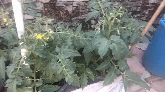 Как получить шикарный урожай в ведрах. Наглядно и подробно смотреть онлайн