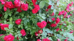 САМАЯ ЯРКАЯ ПЛЕТИСТАЯ РОЗА ФЛАМЕНТАНЦ - ФЕЙЕРВЕРК В САДУ