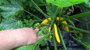 Отчет по выращиванию в мешках