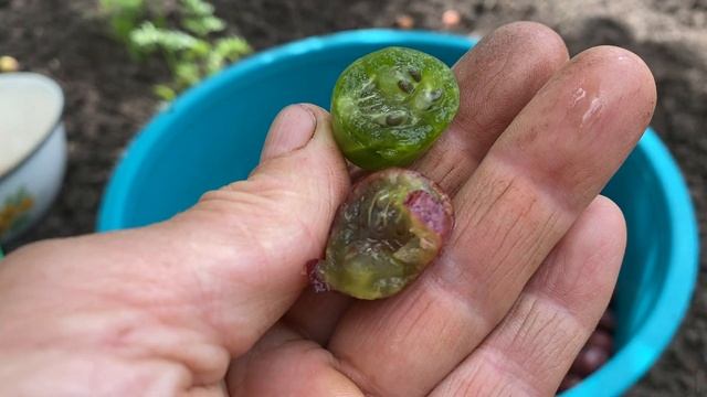 Крыжовник Розовый круглый Донецкий зелёный смотреть онлайн