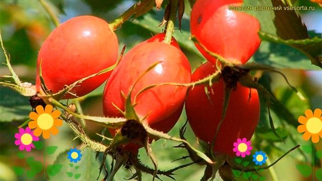 Шиповник обыкновенный витаминный вниви. Краткий обзор, описание vitaminum rosehip vnivi смотреть онлайн
