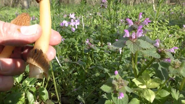 РАДОСТЬ ВЕСНЫ - СМОРЧКОВАЯ ШАПОЧКА ! 27 марта 2023 года. Сбор сморчковой шапочки (Verpa bohemica). смотреть онлайн