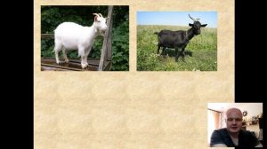 7 класс. Домашние млекопитающие.