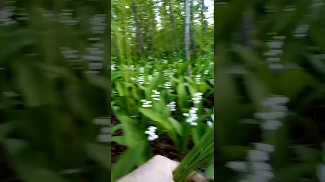 Дарите женщинам цветы смотреть онлайн