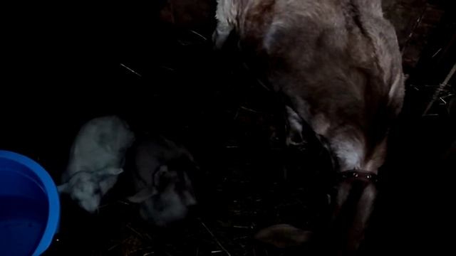 Как отсадить козлят от козы смотреть онлайн