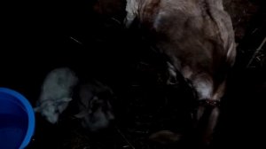 Как отсадить козлят от козы