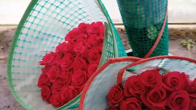 Сорт розы Gotcha в теплице на плантации в Эквадоре смотреть онлайн