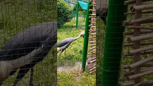 ? Восточный венценосный журавль / Eastern crowned crane / Східний вінценосний журавель / Kiev Zoo смотреть онлайн