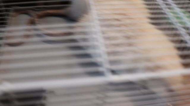 КРЫСЫ РАЗГРОМИЛИ КЛЕТКУ смотреть онлайн