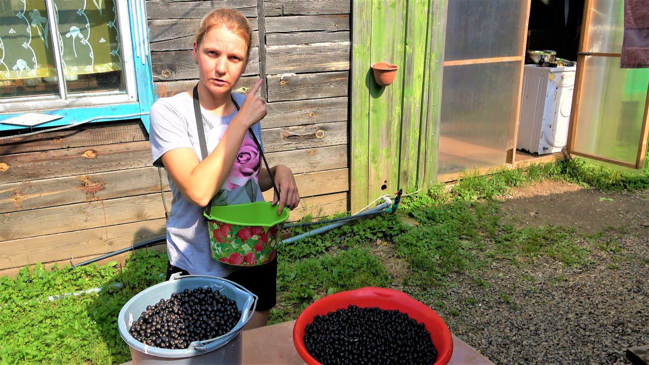 Дела заготовительные, едем за иван чаем смотреть онлайн
