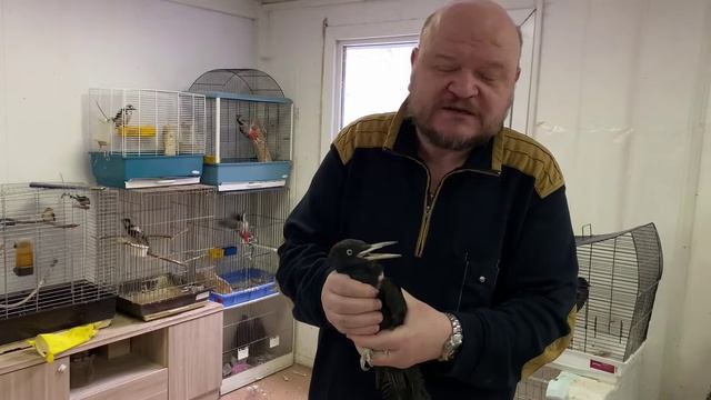 Видеолекции о птицах: желна (чёрный дятел) смотреть онлайн