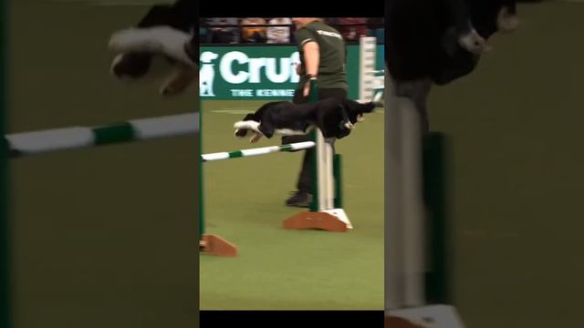 Аджилити.Надеюсь летом заведу щенка бордер колли и в будущем сможем заниматься аджилити. смотреть онлайн