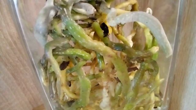 Орхидея Алладин Биг лип Пополнение коллекции смотреть онлайн