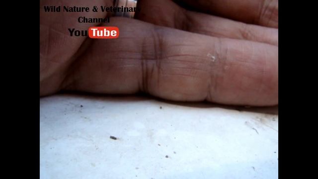 Grasshopper Singing | Insects | Micro Monster | Relaxing Nature Sounds смотреть онлайн