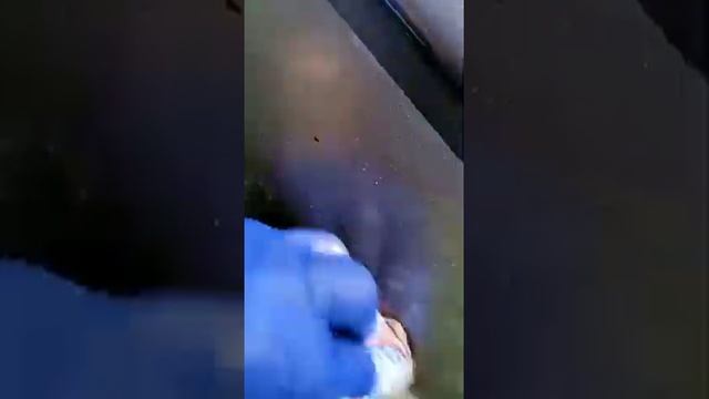 Удаление битумных пятен и смолы от хвойных деревьев! смотреть онлайн