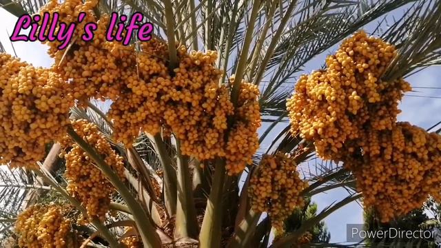 Date palm🌴финиковая пальма смотреть онлайн