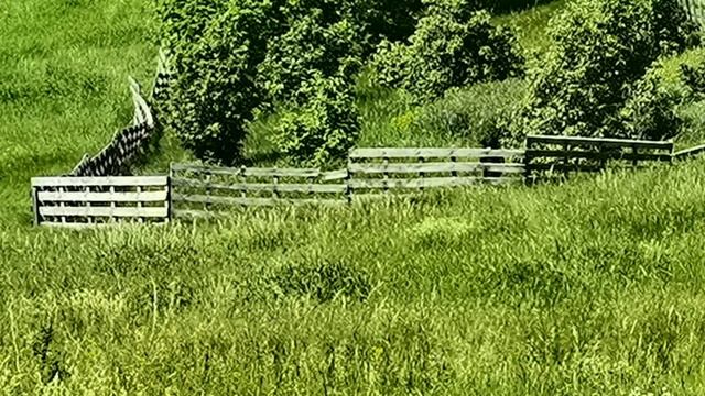 Работа с линиями у ретривера.mp4