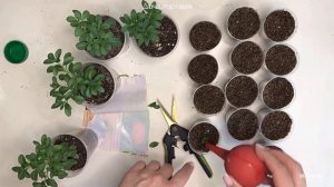 КАК УКОРЕНИТЬ КАЛИБРАХОА (от А до Я)