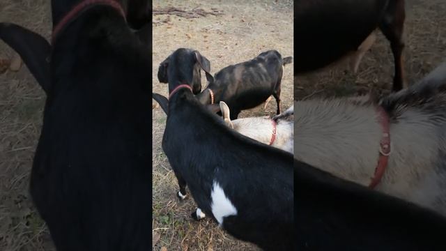 Иерархия у коз. смотреть онлайн