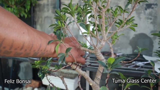 Ficus ginseng bonsai || Landscape Bonsai смотреть онлайн