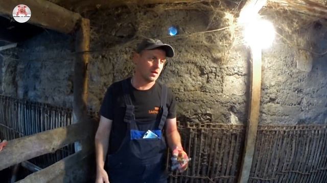 С какими проблемами я сталкиваюсь при содержании свиней на личном ЛПХ. смотреть онлайн