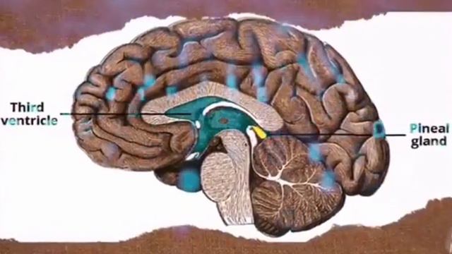 Угроза в нашей еде: химические добавки и как избежать их воздействия смотреть онлайн