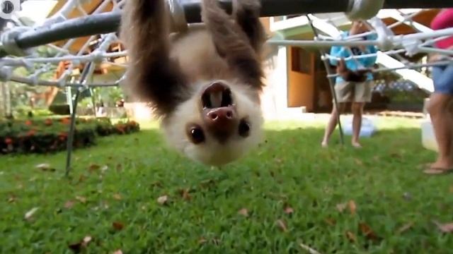 Прикол. Ленивцы издают звуки смотреть онлайн