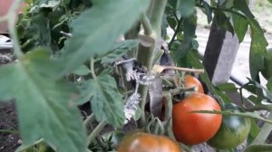 Томат Медвежья кровь! Полный обзор сорта