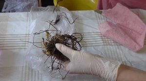 Выращивание флоксов из семян и корневищ (Часть 1)