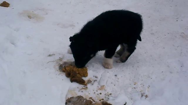 Rare Plant Discovery Adventures