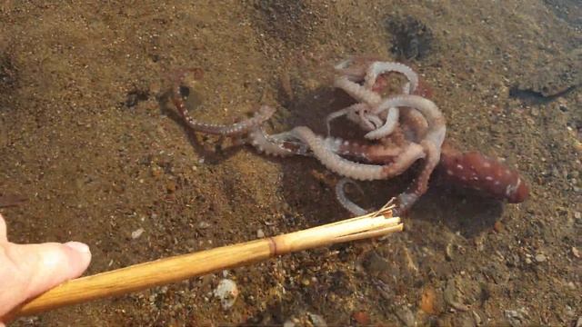 Еле живой кальмар или осьминог в водах средиземного моря побережья Турции в 4К смотреть онлайн