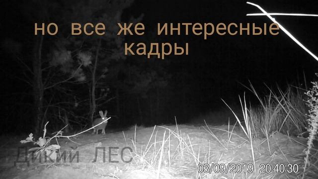 Заяц. Лиса. Олени. Видео на фотоловушку смотреть онлайн