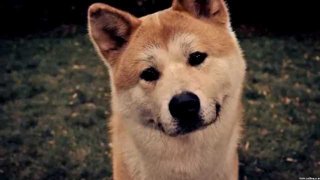 Hachiko (SamGFX Remix) смотреть онлайн
