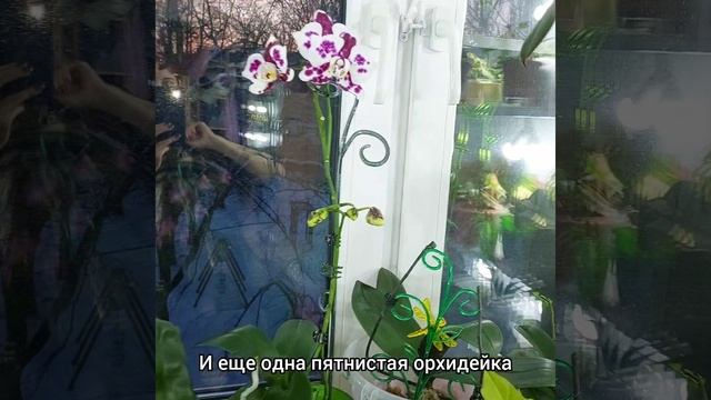Пятнистые #ОРХИДЕИ ?Дикий кот заароматил?Марракеш #бабочка ? #цветы #фаленопсис #растения #short смотреть онлайн