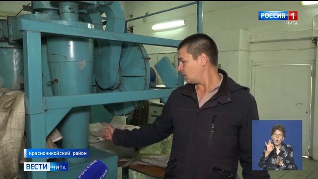 Наш, Чикойский! Производство кедрового ореха в Забайкалье смотреть онлайн