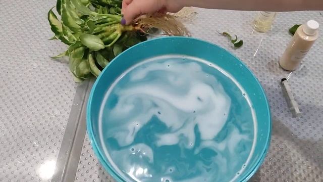 Купила больное растение. Реанимация и обработка. смотреть онлайн